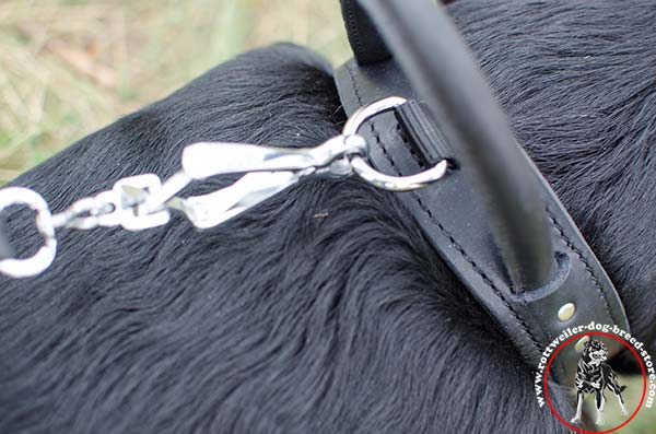 Extremely strong Rottweiler leather collar