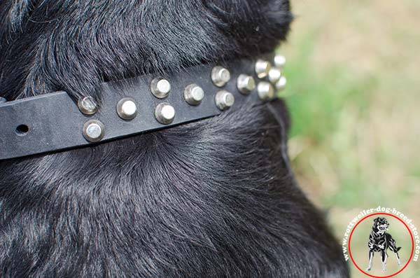 Rottweiler leather collar with magnificent decorations