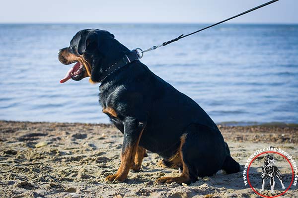 Rottweiler collar with shiny decorations