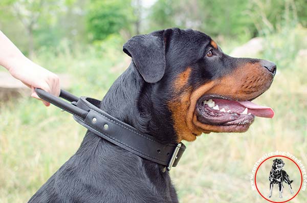 Close control Rottweiler collar