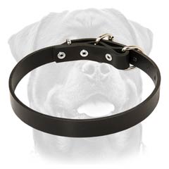 Everyday leather dog collar