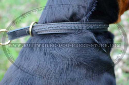 Designer Rottweiler Dog Collar