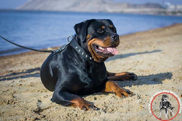 Studded with refined cones Rottweiler collar