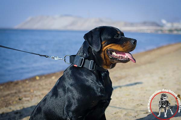 Water-resistant Rottweiler nylon collar