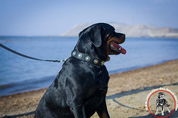 Designer nylon collar for Rottweiler