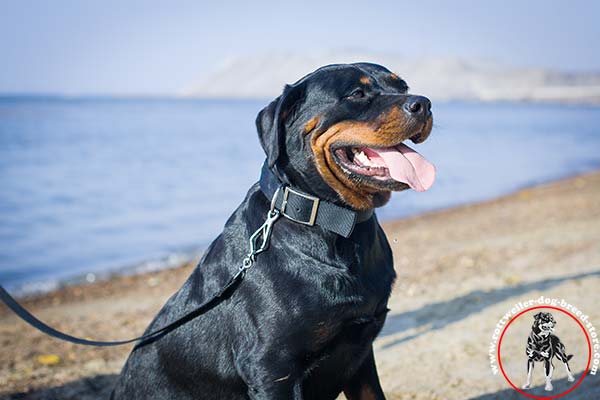  Rottweiler nylon collar with simple to use buckle