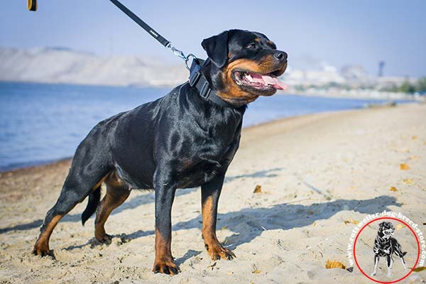 Flexible Rottweiler nylon collar
