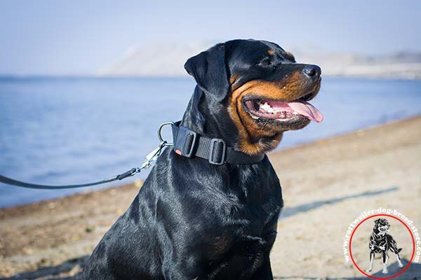 Rottweiler nylon collar with quick release buckle