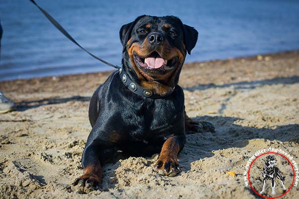 Rottweiler nylon collar for any weather use