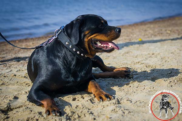 Rottweiler nylon collar for any weather