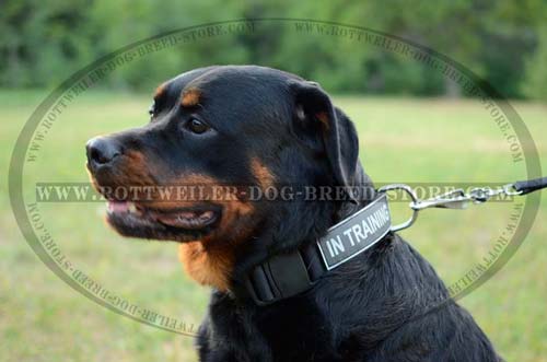 Walking Rottweiler Nylon Collar