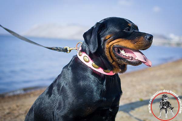 Rottweiler pink collar with riveted decorations