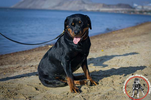 Rottweiler pink collar made of strong genuine leather