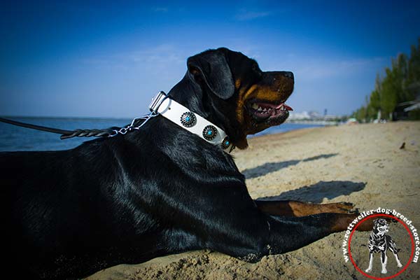 Sophisticated Rottweiler white collar