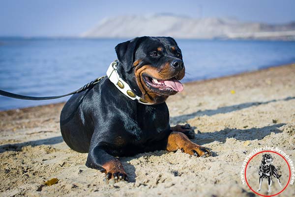 Delicate white Rottweiler collar with plates