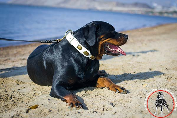 Extra soft Rottweiler white collar 