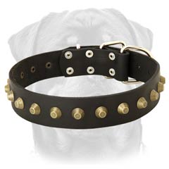 Beautiful leather dog collar