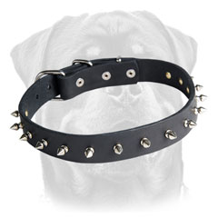 Leather Rottweiler collar with spikes