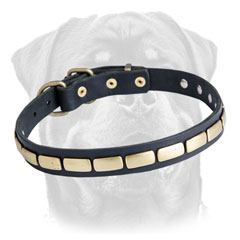 Decorated leather Rottweiler collar with plates