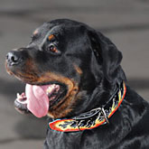 Leather Rottweiler dog collar