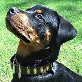 This Leather Collar Is Made With Attractive Plates