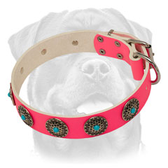 Fashionable pink leather Rottweiler collar for walking in beauty