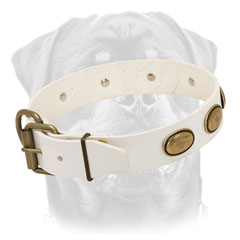 Leather Rottweiler collar white easy-to-connect-and-release buckle