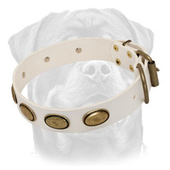 Leather white Rottweiler collar with fascinating plates