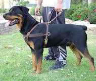 Tracking/Pulling/Agitation Leather Dog Harness For Rottweiler