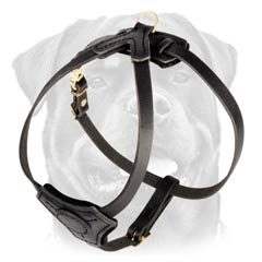 Comfortable leather harness for puppy