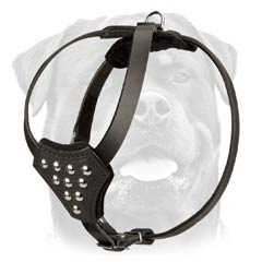 Rottweiler Decorative     Leather Harness Of Original Design
