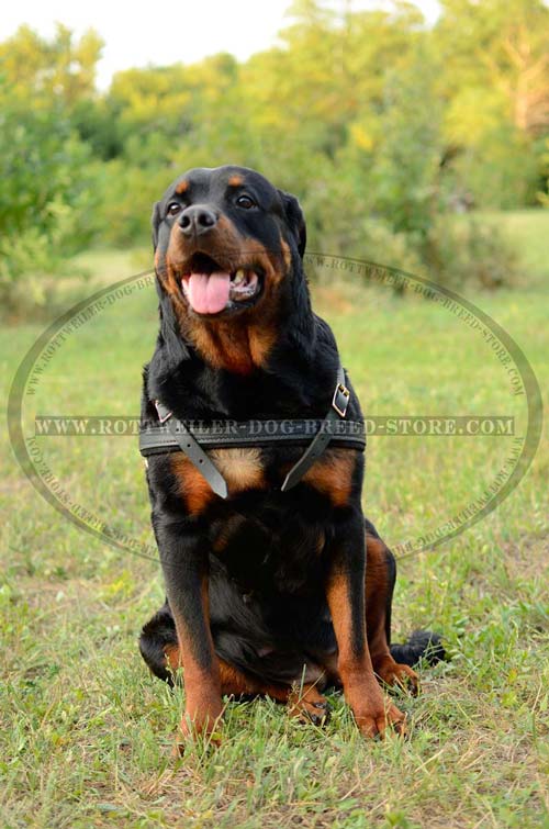 Pair of Personalized Velcro Side Patches for Rottweiler Harnesses and  Collars : Rottweiler Breed: Dog Harnesses, Muzzles, Collars, Leashes, Bite  Sleeves, Training Equipment