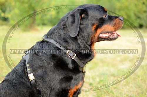 4 Way Adjustable Leather Dog Harness