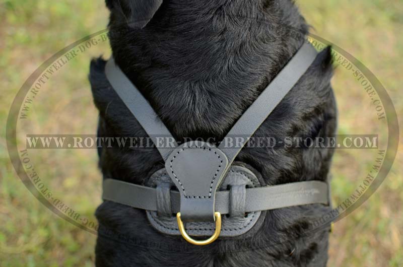 rottweiler body belt