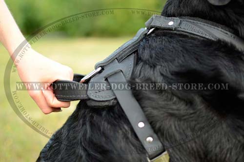 Easy Walk Rottweiler Leather Harness