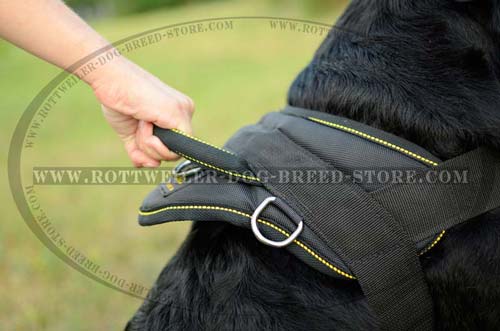 Everyday Nylon Rottweiler Harness