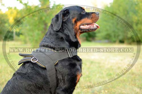 Designer Nylon Dog Harness