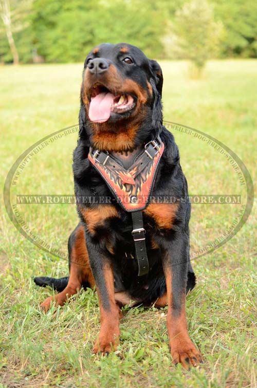 Super Stylish Rottweiler Harness