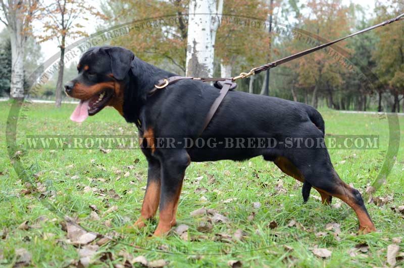 rottweiler body belt