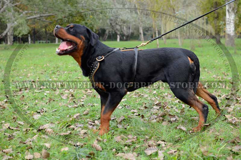 rottweiler body belt