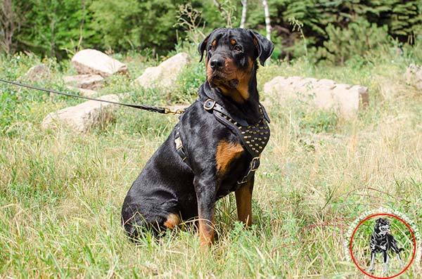  Rottweiler leather harness with golden-like spikes