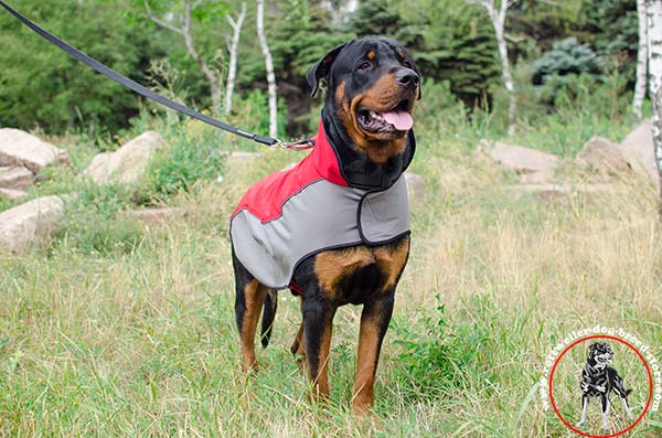Rottweiler nylon harness Velcro on under belly and neck 