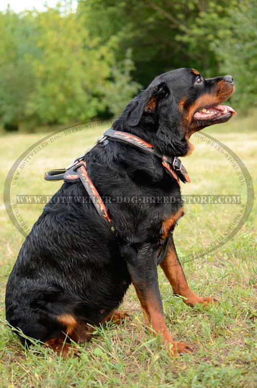 Rottweiler Harness Leather Flames Painted for Attack Work