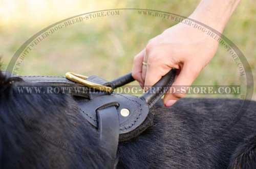 Strong Upper Control Handle Useful for Managing Rottweiler