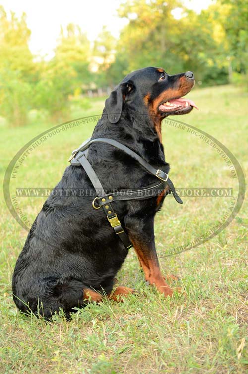 Dog Harness Extremely Durable Provides Snug Fit  for Rottweiler