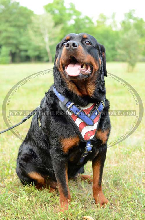 Trendy Leather Rottweier Harness with Stylish Waterproof Illustration