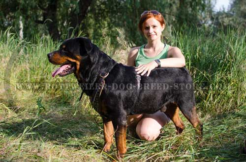 Leather Dog Harness for Showing Your Rottweiler Off