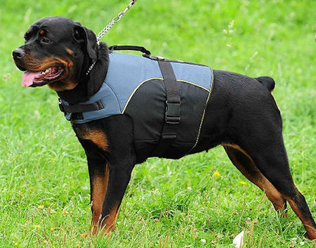 Dog Cart Harness - Dog Pulling Harness - Leather Dog Harness -H5 :  Rottweiler Breed: Dog Harnesses, Muzzles, Collars, Leashes, Bite Sleeves,  Training Equipment