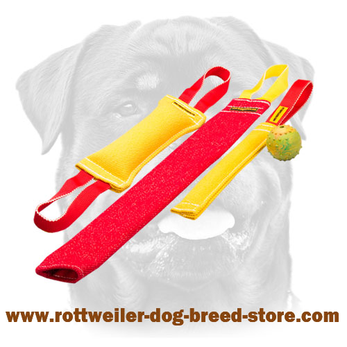 Rottweiler puppy training set for safe training