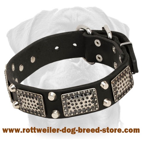 War Rottweiler Leather Collar